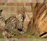 žavinga savana F1 ir F2 kačiukai-0