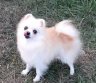 POMERANINIŲ ŠOKIŲ PAKAITINIMAS-0