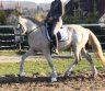 Beautiful Lusitano horse - ARKLYS-0