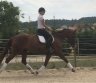 Beautiful Oldenburg Horse-0