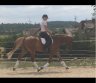 Experienced jumping horse - ARKLYS-0