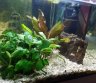 Parduodamas akvariumas su iramga, gruntu ir zuvytemis-0