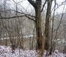 4,5 ha sklypas Petrauskų k. Molėtų r. -0