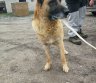 Dovanojamas belgų aviganių mišrūnas Doleris-0
