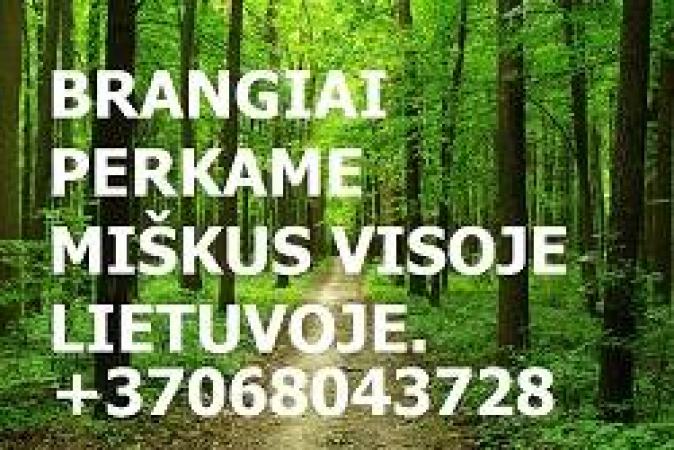 Stambi Įmone Brangiai Perką Miškus Visoje Lietuvoje-0