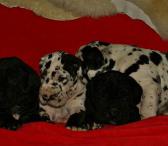 Great Dane - harlequin and black puppies-0