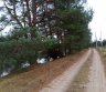 PARDUODAMAS PRIE UPĖS 1,6 HA ŽEMĖS SKLYPAS NERIES REGIONINIAME PARKE-0