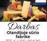 Darbas Olandijoje sūrio fabrike-0