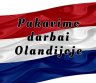 Darbas Olandijoje vištienos filė pakavime-0