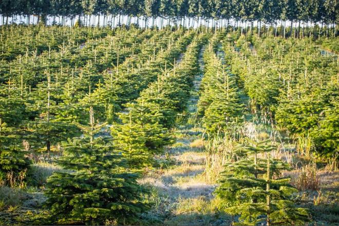 Eglučių plantacijų priežiūros darbuotojai Danijoje -0