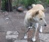 Dovanojamas žaismingas 3 m. Tobis-0