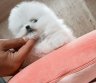 Pomeranian Miniature-0