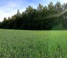 Parduodu sklypa.-0