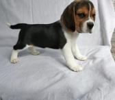 KC/FCI Beagle šuniukai-0