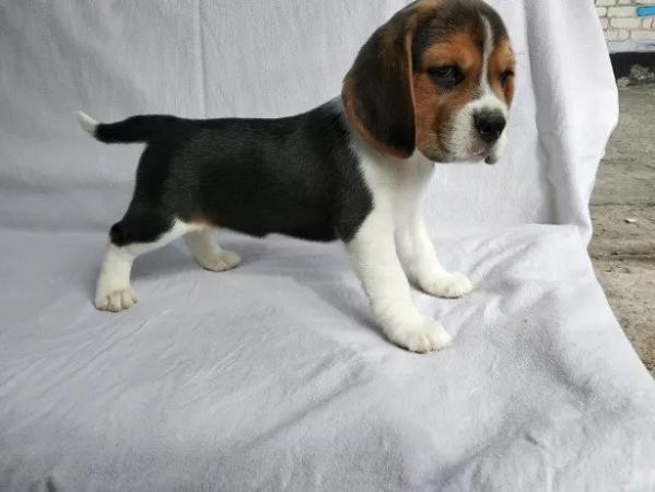 KC/FCI Beagle šuniukai-0