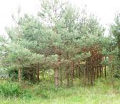 0,06 ha sklypas Skirgiškio k. Vilniaus r. -0