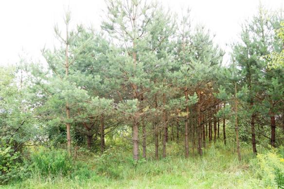 0,06 ha sklypas Skirgiškio k. Vilniaus r. -0