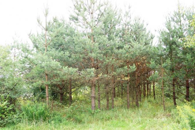 0,06 ha sklypas Skirgiškio k. Vilniaus r. -0