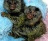 7 mėnesių „Marmoset“ beždžionės naujiems namams-0