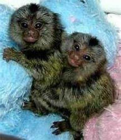 7 mėnesių „Marmoset“ beždžionės naujiems namams-0