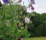 Parduodamas 6 a. Kolektyvinis sodas- SB "Uosija". Sodas ribojasi su zalia zona, netoli ezeras. Tel.Pasiteirauti : 862498272 -0