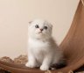 Gražus „Scottish Fold“ ir „British Short“-0