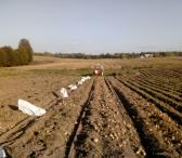 Pasarines bulves-0