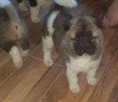 Kc užregistruoti amerikiečių „Akita“ šuniukai-0