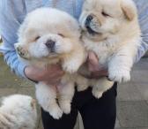 Gražiam „Chow Chow“ reikia naujų namų-0
