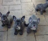 gražus „FrenchBulldog“ paruoštas jų naujiems namams-0