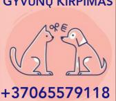 Šunų kirpimas, spa, higiena Antakalnyje Grybo g.19, Vilnius-0