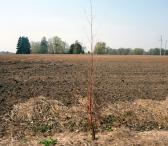 600 A SKLYPAS PANEVĖŽIO R. SAV., BYGAILIAI, PAKELĖS G.-0