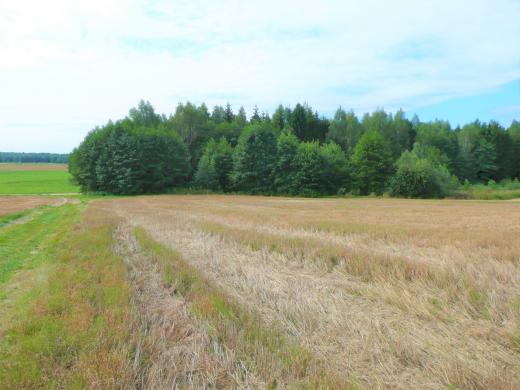 PARDUODAMI 53 ARAI GRAŽIOJE VIETOJE - TARP DVIEJŲ MIŠKŲ-0