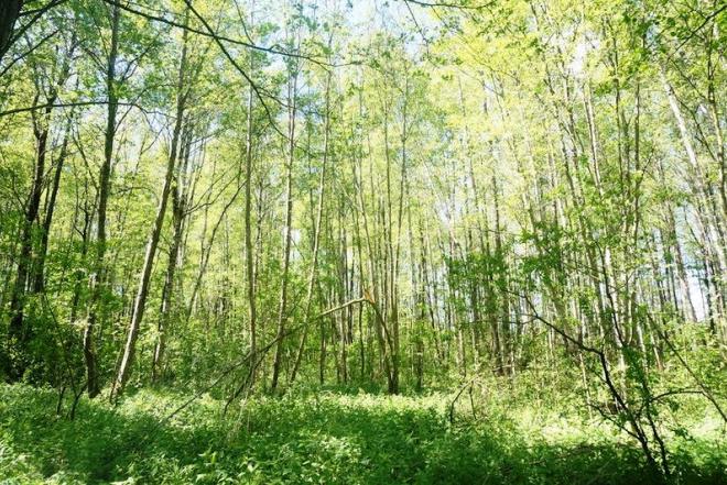 3,3 ha miškas Grybelių k. Utenos r.-0