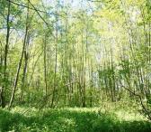 3,3 ha miškas Grybelių k. Utenos r.-0