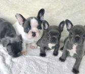 Male and female French bulldog puppies-0