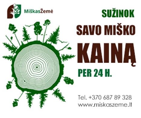 Miško kaina # Brangiai perkame mišką #-0