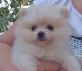 Super žavūs pomeranijos šuniukai-0