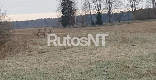 Parduodami sklypai Peskojų k.-0