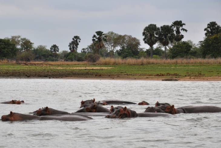 Nijlpaarden in de rivier.