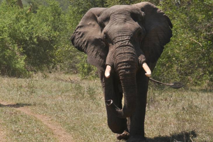 Boze olifant.