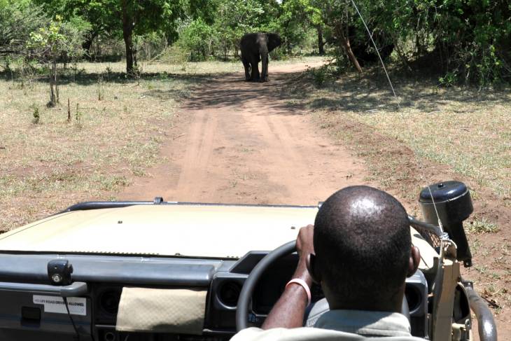Olifant in Malawi.