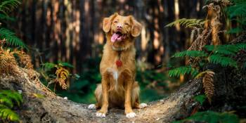 5 natuurhuisjes waar je hond ook welkom is