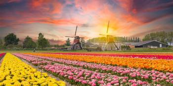 Nederland bloembollenvelden tulpen fietsen Bert Sitters RonReizen