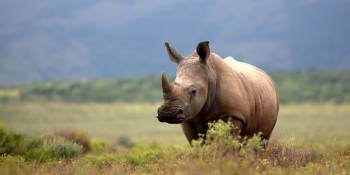 Rwanda verhuizing neushoorns RonReizen.nl witte neushoorn