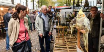 Struinen in zomers Antwerpen