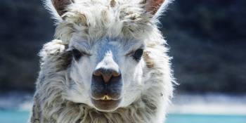 Witte alpaca - RonReizen