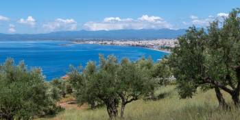 Alles over olijven en olijfolie rond Grieks Kalamata