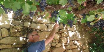 Portugal Douro realtours RonReizen.nl druiven