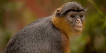 Gambia winterzon RonReizen.nl aap